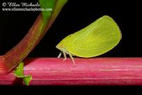 Planthopper - Acanalonia conica